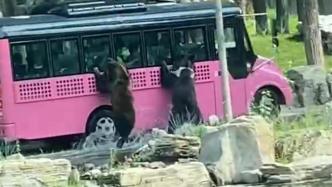 视频丨北京野生动物园回应熊扒车：因求食，观光车很安全
