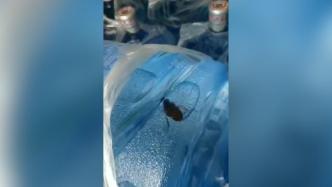 “未开封”桶装水内发现蟑螂，公司：员工为报复故意炒作