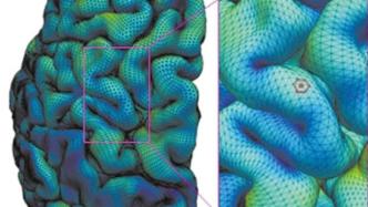 高清大脑皮层发育新图谱绘成，为研究自闭症提供强大的新方法