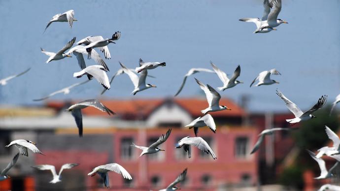 图集｜极度濒危的中华凤头燕鸥飞抵青岛，这次观测到有82只