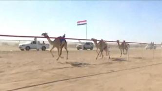 埃及举行骆驼竞速比赛，900头骆驼比拼速度