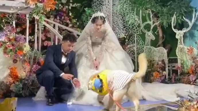 狗狗婚礼上为新人送婚戒，新娘：和丈夫恋爱时养的