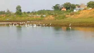 鄱阳湖一个月缩水约66%：候鸟聚集在退水湖区觅食嬉戏