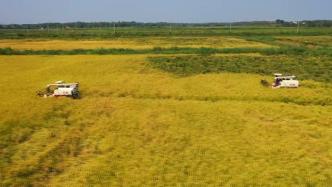 湖北咸宁“巨型稻”丰收：株高超1.8米，亩产1700斤