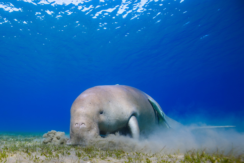 2019年3月13日讯（具体拍摄时间不详），埃及马萨阿拉姆，重达300公斤的儒艮一边穿过海底一边啃食海草，它用嘴巴吸盘吃草的场景像极了用吸尘器清理海床。VCG111199954579.jpg