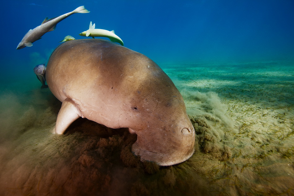 埃及马萨阿拉姆，重达300公斤的儒艮一边穿过海底一边啃食海草，它用嘴巴吸盘吃草的场景像极了用吸尘器清理海床。VCG111199954593.jpg
