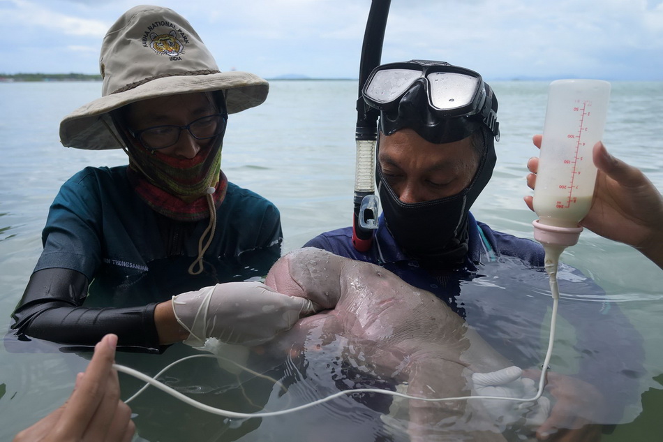 当地时间2019年5月23日，泰国董里府，一头名叫马瑞姆的儒艮（又叫海牛）正在接受普吉岛海洋生物中心工作人员和兽医的照顾。VCG111223825982.jpg