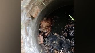 暖心帧丨两儿童采蘑菇时遇小狗坠落井底，请来消防员救起