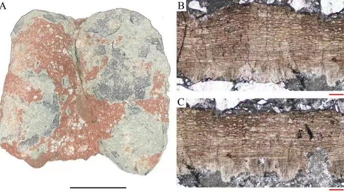 市民捡到两枚罕见恐龙蛋，此前我国仅一地有发现