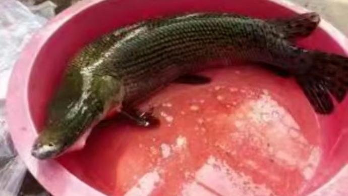 鳄雀鳝“藏”小区池塘咬伤玩水男童，习性凶猛重10多斤