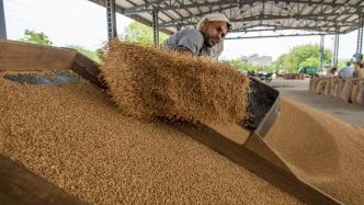 能“喂饱世界”的印度要进口小麦了？印度官方：假消息，库存足够