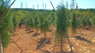 扬州一地种树只为应付检查，被中央纪委国家监委曝光