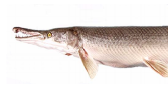 广西列出18种外来入侵水生动物清单：多条江河曾发现鳄雀鳝