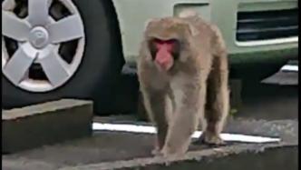 日本“吃瓜”群众围观抓野猴，意外被麻醉枪打中昏迷1小时