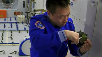 神十四航天员在空间站“种菜”，开展在轨工作实验
