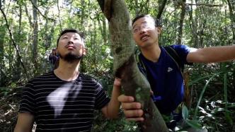 探秘海南热带雨林：一草一木皆为自然奥秘