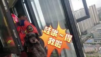 小狗被困29楼空调外机处消防救下，户主：不是我的狗可暂养