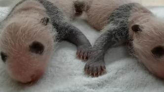 雄性双胞胎熊猫宝宝出生半月学会“汪汪”叫