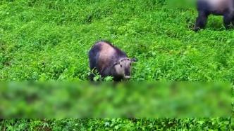 大熊猫国家公园：四川羚牛集体下山觅食