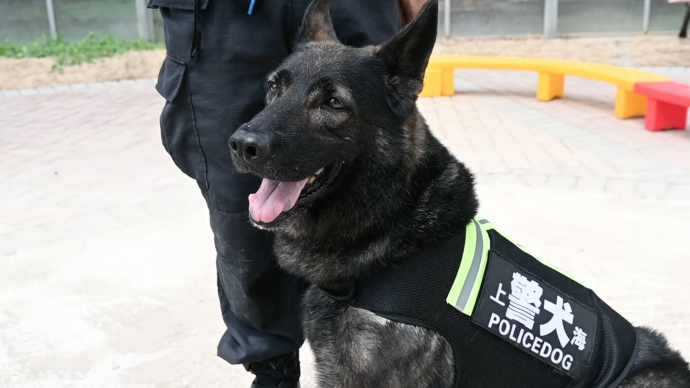你想擁有一只警犬嗎?上海首次發(fā)布退役警犬的公益領(lǐng)養(yǎng)項(xiàng)目