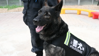 你想拥有一只警犬吗？上海首次发布退役警犬的公益领养项目
