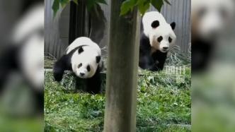 地震瞬间，熊猫妈妈带幼崽避险