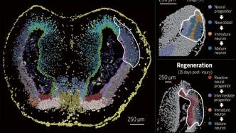 全球首个脑再生时空图谱上了《科学》封面：有助理解和干预脑损伤