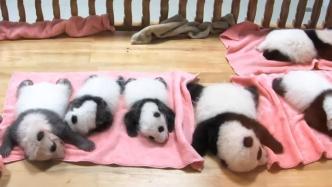 熊猫宝宝在“幼儿园”里集体午休，每天能睡十几个小时