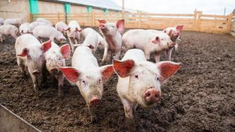 8月天邦食品商品猪销售收入7.8亿元，同比增24.2%