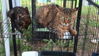 “猫岛”剧透！上海首个城市流浪猫基地成立，记者提前探营
