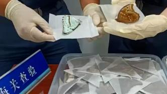 苏州海关查获665只蝴蝶标本，包括“欢乐女神蝶”等7物种