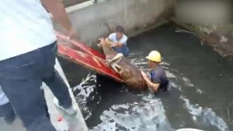 野生梅花鹿被困工厂废弃水池，警民联手救助