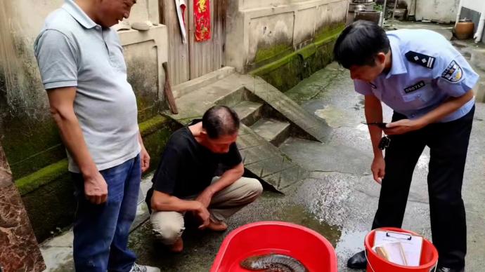 野生娃娃鱼被困，警民联手放生