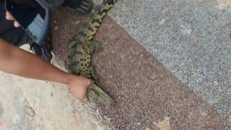 男子河中抓到一条小鳄鱼，农业农村局：系人为放生的暹罗鳄