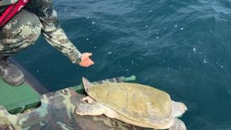 今年8月误入渔网后获救护，01953号绿海龟在防城港被放归