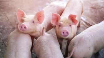 国家发改委会同有关部门召开生猪市场保供稳价专题会议