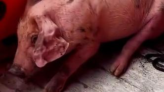 四川泸定地震中的“猪坚强”：被救起时正在游泳