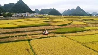 全国大部地区秋粮长势较好——毫不松懈确保全年粮食丰收