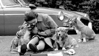 英女王爱犬将由安德鲁王子和前妻领养，曾在疫情期间陪伴女王