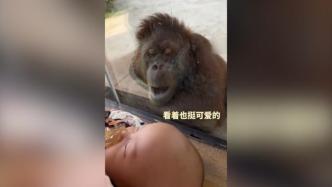 妈妈带宝宝看猩猩反被“围观”，网友：猩猩被人类幼崽萌到了