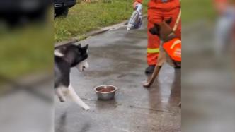 搜救犬让地震获救的二哈“蹭饭”