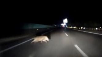 野猪横穿高速，男子避让不及驾车撞上