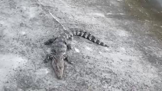 上海黃浦江畔驚現(xiàn)鱷魚(yú)？相關(guān)部門(mén)：確有其事，仍在抓捕中