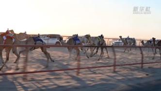 科威特举行骆驼赛跑比赛