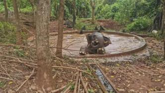 亚洲象“失足”掉进蓄水池被困，救援队凿池开路