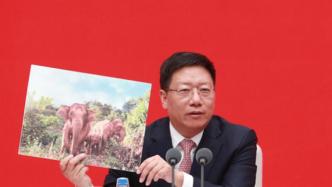 “北移南歸”途中出生的象寶寶最新照片來了：很健康，大約三百公斤