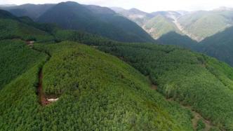国家林草局：《全国天然林保护修复中长期规划》通过专家评审