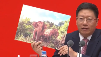 国家林草局：云南“北移南归”亚洲象宝宝已长到300公斤