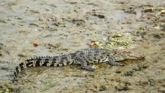 上海农业农村委回应黄浦江出现鳄鱼：或为放生的暹罗鳄，正捕捉