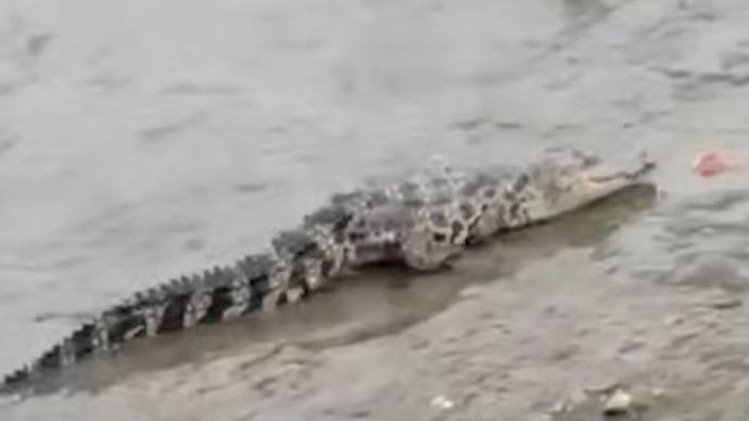 上海黄浦江畔出现的或为放生暹罗鳄，正在捕捉中